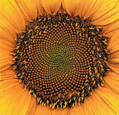 В головке подсолнечника семена располагаются в ячейках, закручивающихся по спирали